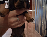 Собаки в Кинели: таксята Девочка, 5 000 руб. - фото 1