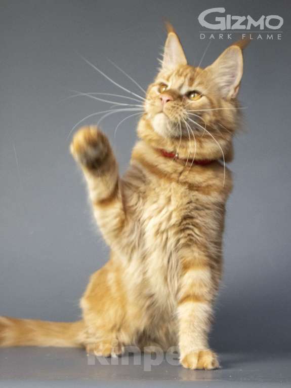 Кошки в других городах Воронежской области: Gizmo Dark Flame Девочка, 50 000 руб. - фото 7