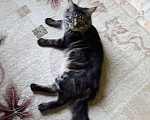 Кошки в Барнауле: Мейн-кун на вязку., 3 000 руб. - фото 3