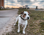 Собаки в Москве: Вязка Джек Рассел Терьер, 3 000 руб. - фото 2