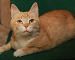 Кошки в Калуге: Рыжая Алиса. Кошка мурлыка в добрые руки. Девочка, Бесплатно - фото 8