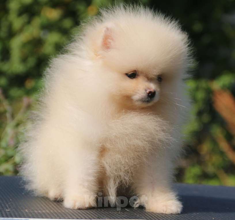 Собаки в Москве: померанский шпиц  Мальчик, 50 000 руб. - фото 8