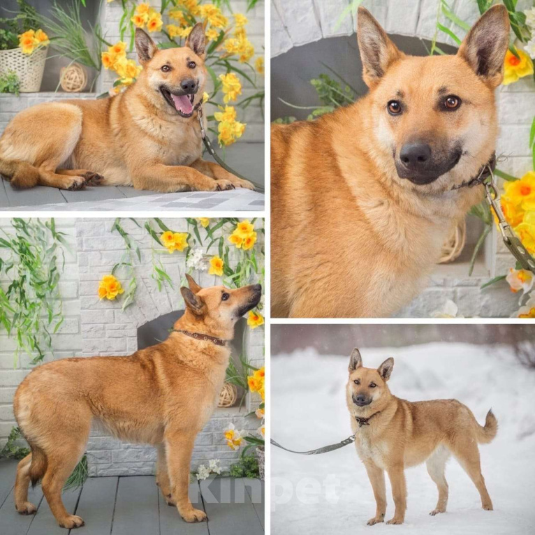 Собаки в Москве: Амелия - золотая девочка в поисках дома. Девочка, Бесплатно - фото 2