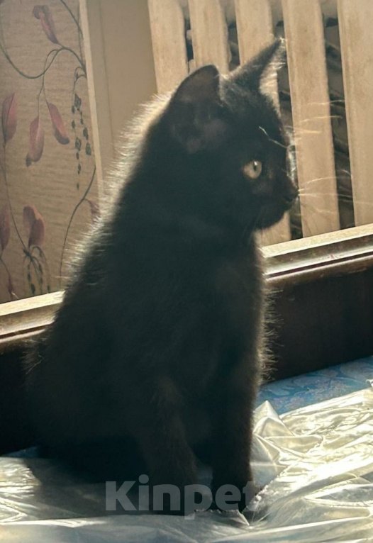 Кошки в Москве: Черный котенок в дар Мальчик, Бесплатно - фото 3