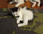 Кошки в Среднеуральске: Котёнок в добрые руки Девочка, Бесплатно - фото 6