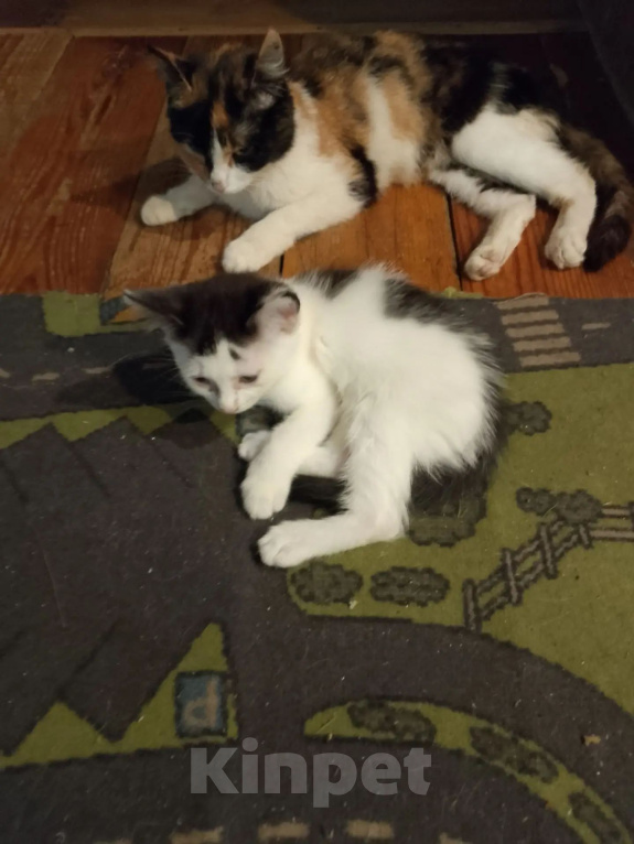 Кошки в Среднеуральске: Котёнок в добрые руки Девочка, Бесплатно - фото 6