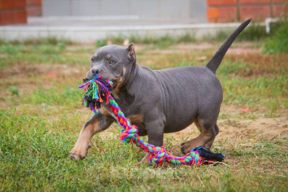 Собаки в других городах Московской области: Американский булли  Мальчик, 160 000 руб. - фото 2