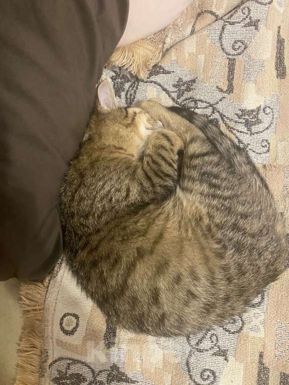 Кошки в Москве: Маленькая игривая кошечка ищет семью Девочка, Бесплатно - фото 3