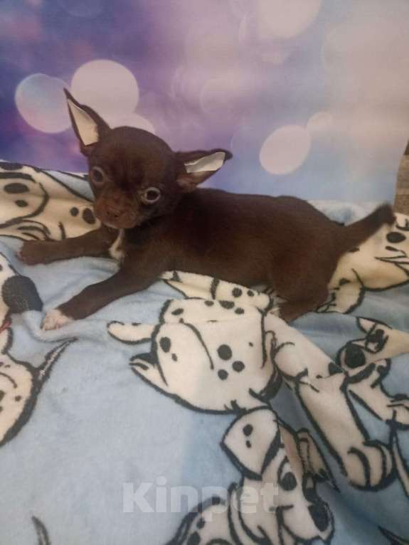 Собаки в Москве: Девочка чихуа Девочка, 30 000 руб. - фото 2