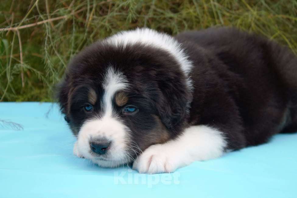 Собаки в других городах Московской области: Австралийская овчарка (аусси) Мальчик, 50 000 руб. - фото 3