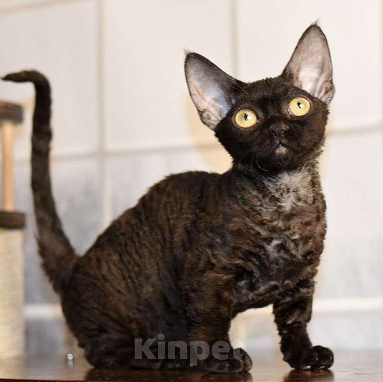 Кошки в Москве: Девочка с кудрявой рексовой шерстью Девочка, 100 000 руб. - фото 2
