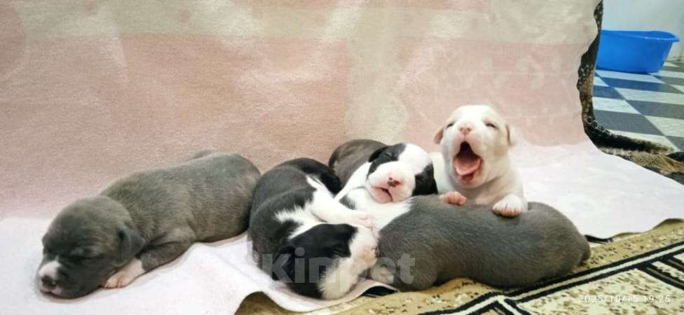 Собаки в Нижнем Новгороде: Щенки американского стаффордширского терьера Мальчик, 20 000 руб. - фото 2
