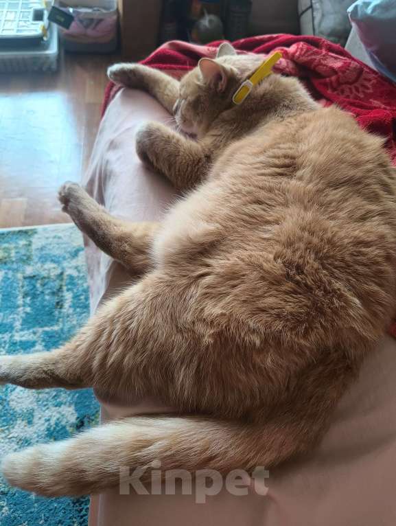 Кошки в Новосибирске: отдам в добрые руки Мальчик, Бесплатно - фото 8