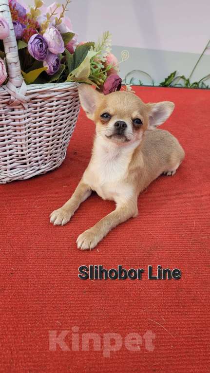 Собаки в Москве: Голубо-палевый красавчик Мальчик, Бесплатно - фото 3