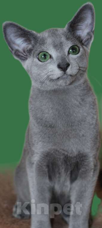 Кошки в Калининграде: Чистокровные котята от Русской голубой кошки с родословной Мальчик, 75 000 руб. - фото 1