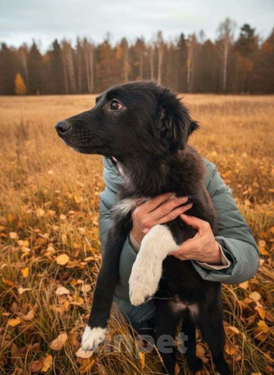 Собаки в Москве: Отдам щенка в добрые руки Девочка, Бесплатно - фото 3