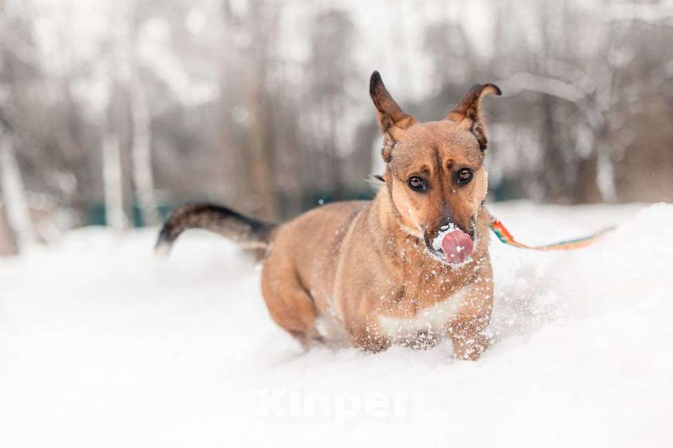 Собаки в Москве: Маленькая собака для квартиры никак не найдет своих Девочка, Бесплатно - фото 3