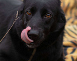 Собаки в Москве: Черника ищет свой дом  Девочка, Бесплатно - фото 4
