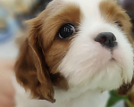 Собаки в Санкт-Петербурге: Кавалер Кинг Чарльз спаниель Мальчик, Бесплатно - фото 3