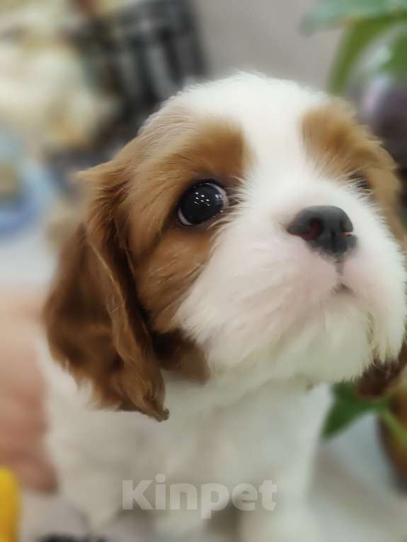 Собаки в Санкт-Петербурге: Кавалер Кинг Чарльз спаниель Мальчик, Бесплатно - фото 3