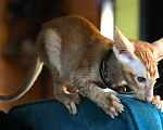 Кошки в Подольске: Котята Ориенталы Мальчик, Бесплатно - фото 5