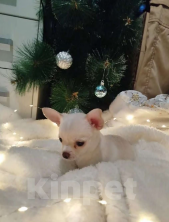 Собаки в Анапе: Щенок, чихуахуа мальчик Мальчик, 15 000 руб. - фото 4