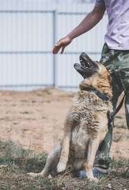 Собаки в Москве: Пыжик. Серьезный пес для серьезного человека Мальчик, Бесплатно - фото 5