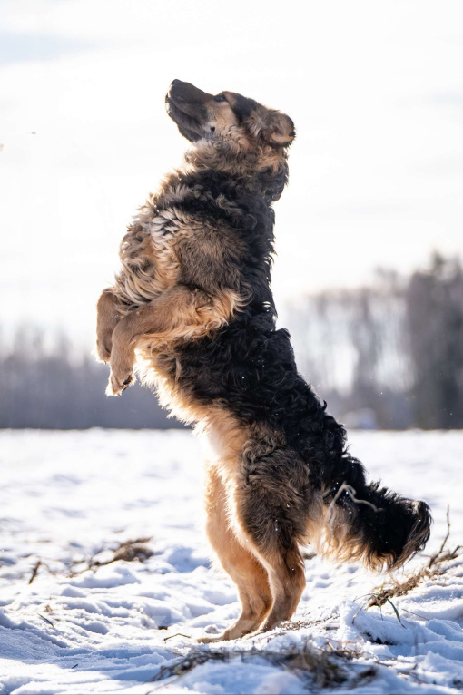 Собаки в Клине: Шарпундель — невероятный пёс Мальчик, Бесплатно - фото 2