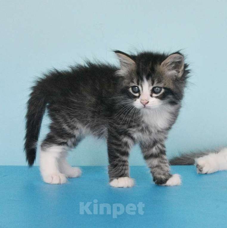 Кошки в Москве: Сибирские котята Мальчик, Бесплатно - фото 5