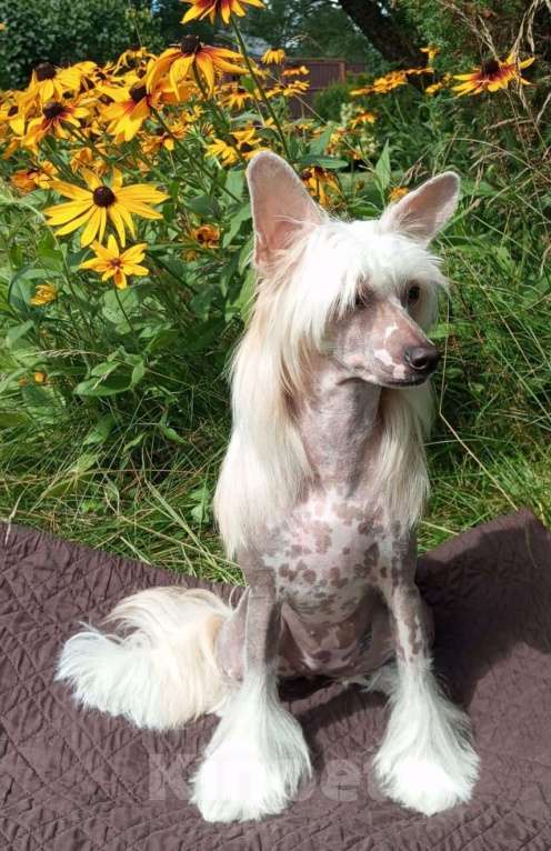 Собаки в Москве: Щенок китайской хохлатой собаки голая сука  Девочка, 20 000 руб. - фото 3