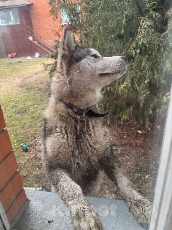 Собаки в других городах Московской области: Найден хаски Мальчик, Бесплатно - фото 2
