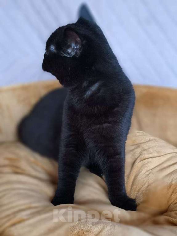 Кошки в Самаре: скотиш страйт Девочка, 15 000 руб. - фото 5