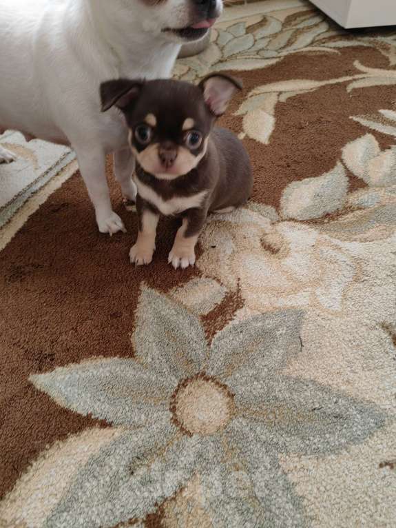 Собаки в Краснодаре: Чихуахуа Мальчик, 50 000 руб. - фото 7