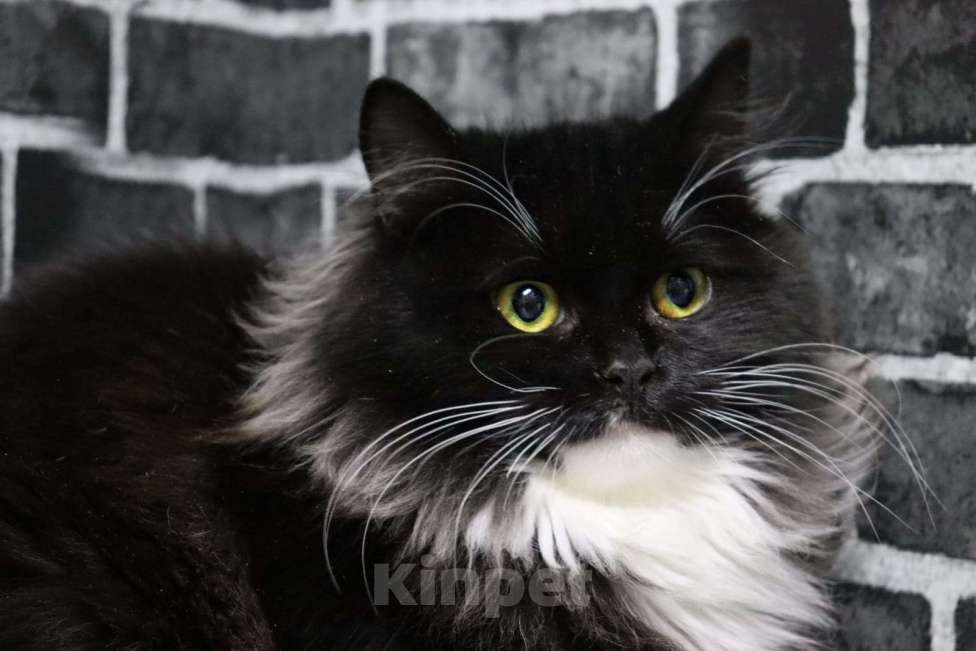 Кошки в Москве: Маркиза-шикарная кошечка ищет семью Девочка, Бесплатно - фото 1