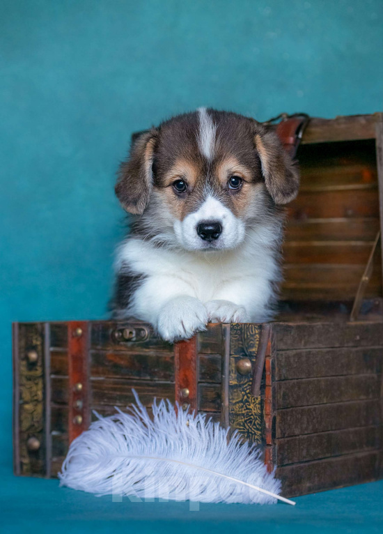 Собаки в Москве: Тарантино Из Басвет Прайд  Мальчик, 85 000 руб. - фото 3