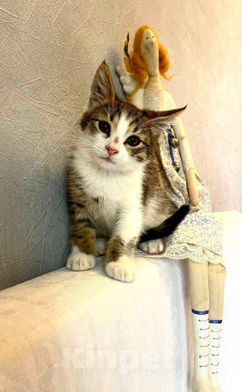 Кошки в Москве: Котенлк Арсений ищет дом Мальчик, Бесплатно - фото 1