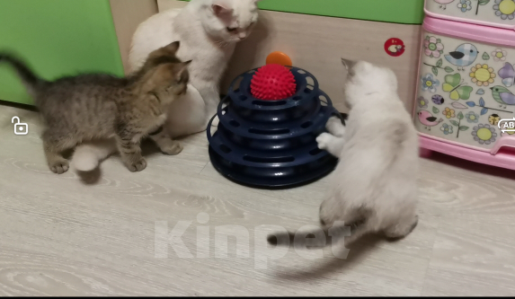 Кошки в Москве: Британская  порода Девочка, 12 000 руб. - фото 2