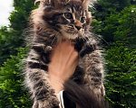 Кошки в Краснодаре: Котенок мейн кун Мальчик, 75 000 руб. - фото 4