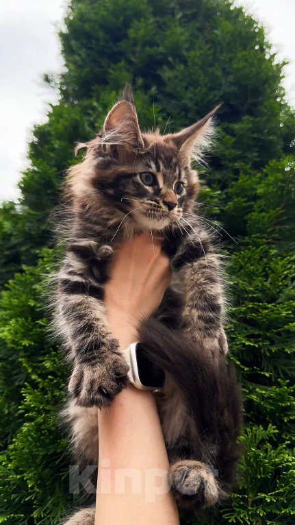 Кошки в Краснодаре: Котенок мейн кун Мальчик, 75 000 руб. - фото 4