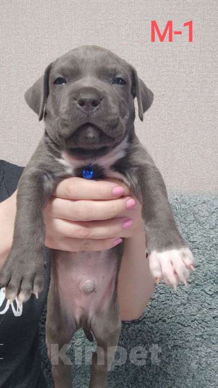 Собаки в Самаре: Щенки Амерeканcкого Стаффoрдширcкогo Tepьeра Мальчик, 40 000 руб. - фото 3