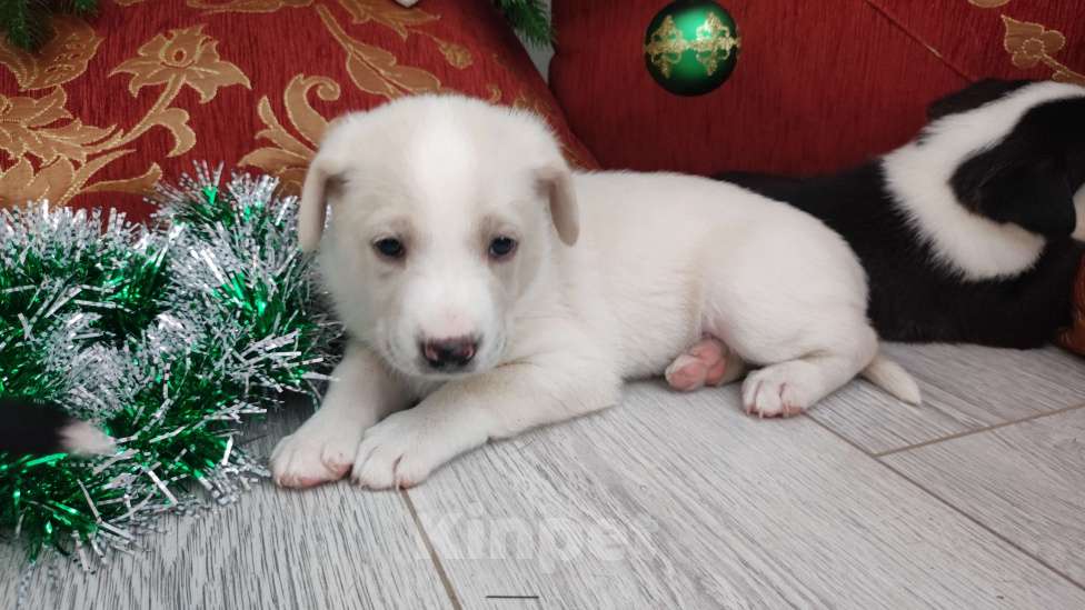 Собаки в Липецке: Бордер колли митис (Снежок) Мальчик, 15 000 руб. - фото 4