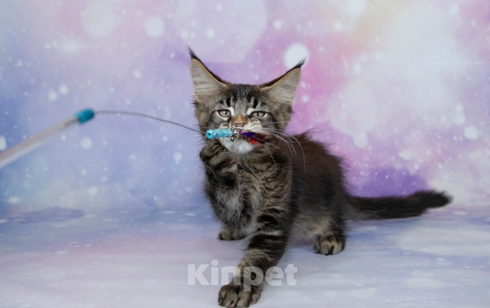 Кошки в Воронеже: Котята мейн-кун из питомника Мальчик, 50 000 руб. - фото 8