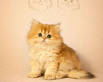 Кошки в Москве: Британские длинношерстные золотые котята Разнополые, Бесплатно - фото 6
