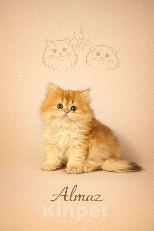 Кошки в Москве: Британские длинношерстные золотые котята Разнополые, Бесплатно - фото 6