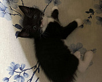 Кошки в других городах Московской области: отдаю котенка Девочка, Бесплатно - фото 2