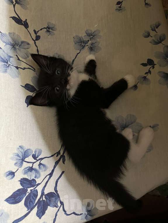 Кошки в других городах Московской области: отдаю котенка Девочка, Бесплатно - фото 2