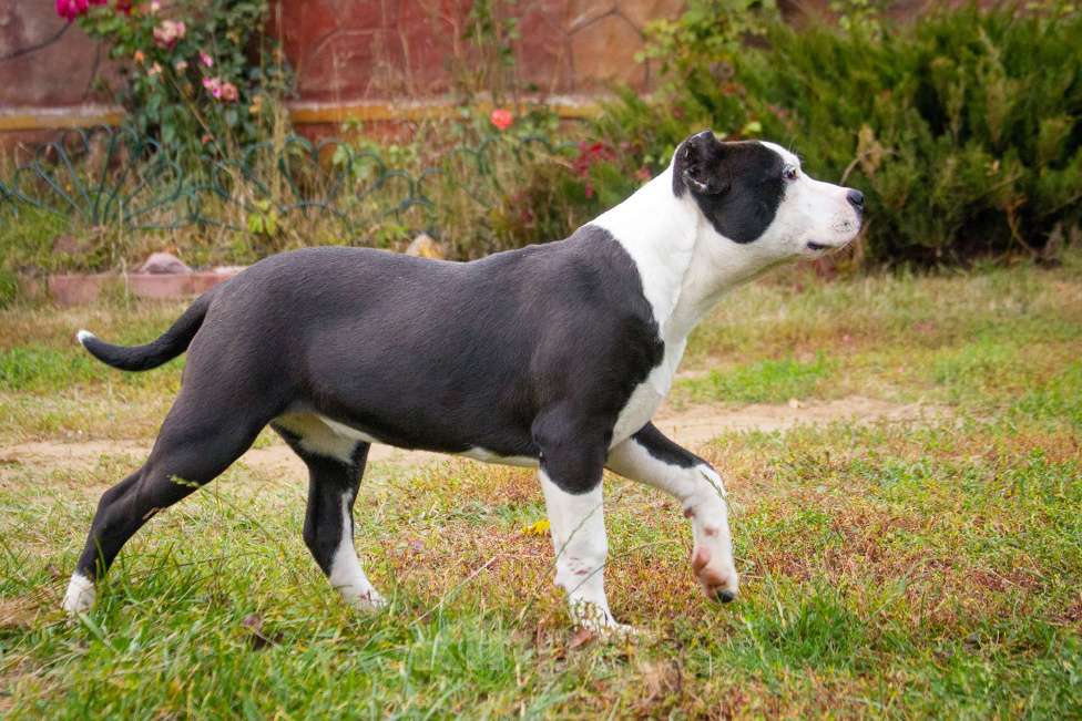 Собаки в других городах Московской области: Американский Булли XL Девочка, 50 000 руб. - фото 3