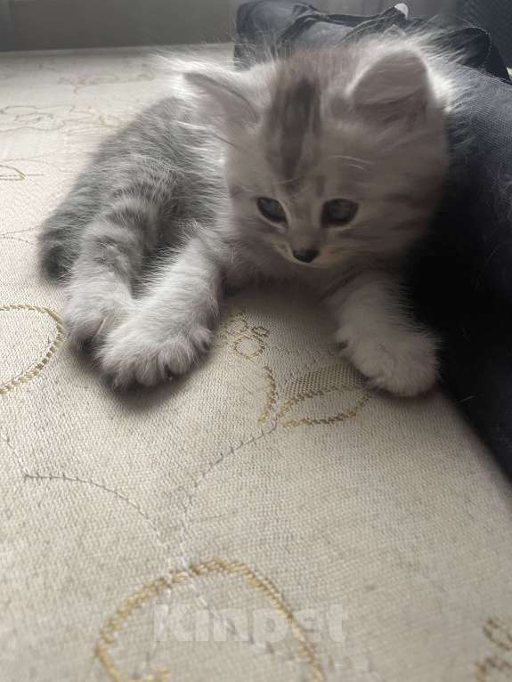 Кошки в Красноярске: Полосатая британочка с подшерстком и носиков в виде сердечка. Девочка, 1 000 руб. - фото 2