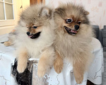 Собаки в Красноярске: Продам щенков померанского шпица Мальчик, Бесплатно - фото 7