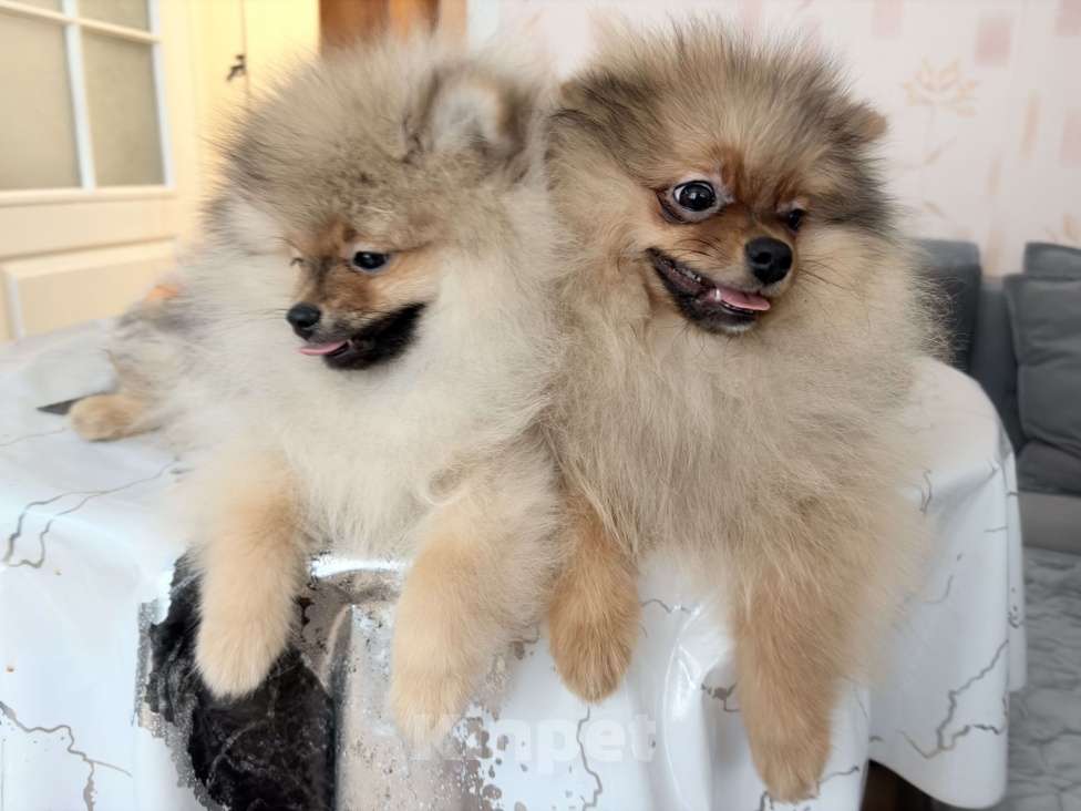 Собаки в Красноярске: Продам щенков померанского шпица Мальчик, Бесплатно - фото 7
